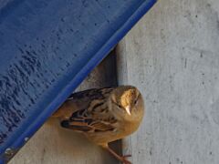IMG_9276_DxO
