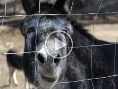 Esel_MVI_9473