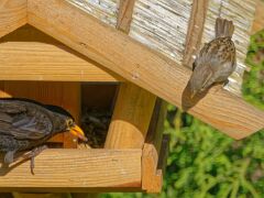 IMG_7068_DxO