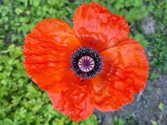 20210602_155912 Türkischer Riesenmohn