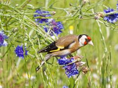 Distelfink - IMG_7141