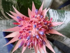 20210725_111918 Lanzenrosette