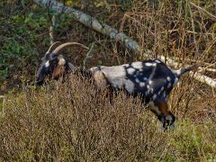 IMG_0746