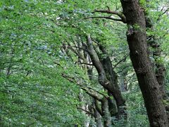 IMG_0920