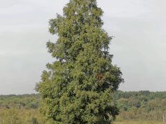 IMG_0945