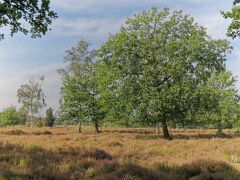 IMG_0948