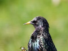 IMG_7500 Star