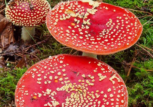 10- Dalheim Knuppelpad