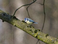 R6HS5074 Blaumeise