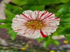 20230725_123327 Zinnie
