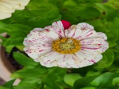 20230725_123330 Zinnie