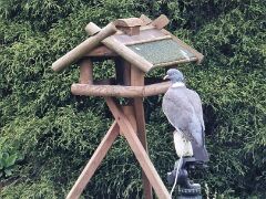 Taube Taube auf KAmera