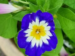 20240713_114212 Prunkwinde