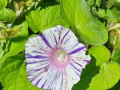 20240714_105545 Prunkwinde