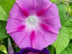 20240722_122246 Prunkwinde