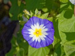 R6HS8258 Prunkwinde