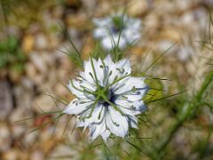 R6HS8340 Nigella
