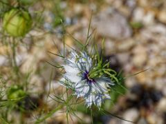 R6HS8341 Nigella