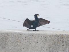 Kormoran