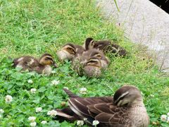 Enten