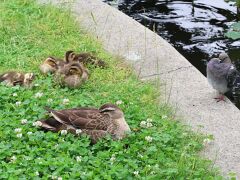Enten