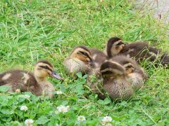 Enten