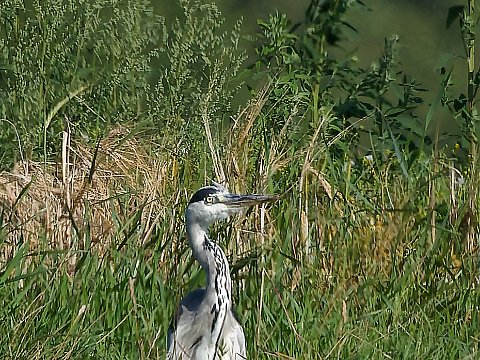 250803_09.39MESZ_Reiher_R6HS7358