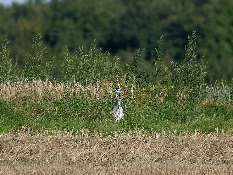 250803_09.39MESZ_Reiher_R6HS7358_1