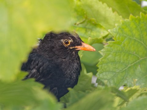 250903-Amsel-R6HS2370