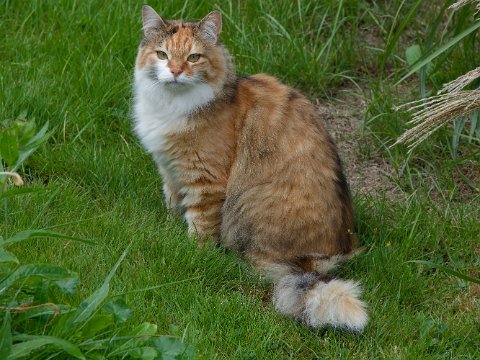 250905_13.43MESZ_Katze_R6HS3730