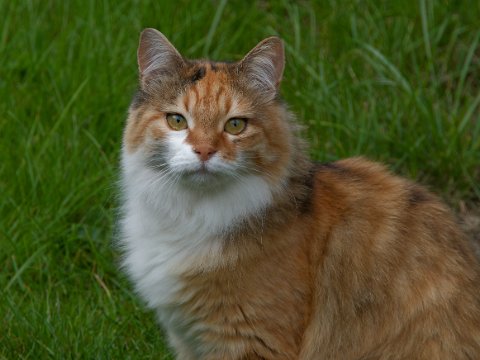250905_13.43MESZ_Katze_R6HS3733