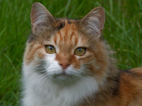 250905_13.43MESZ_Katze_R6HS3733_1