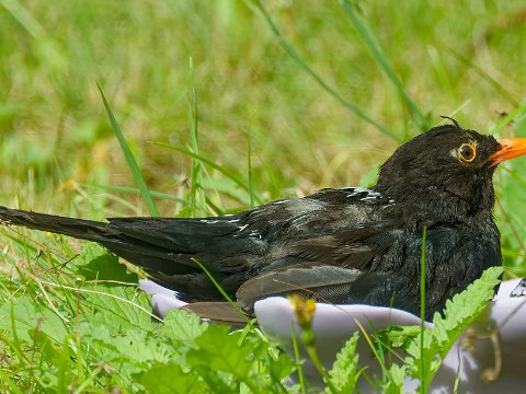 Amsel - R6HS2047