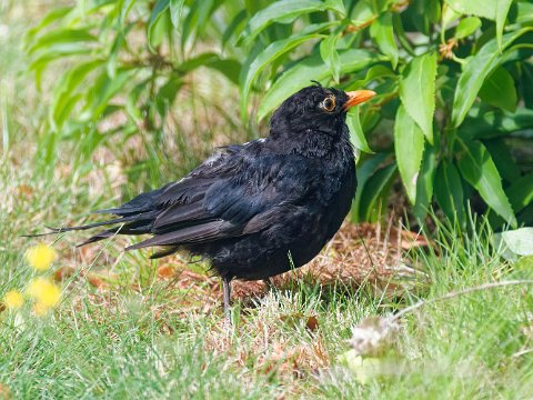 Amsel - R6HS2153-1