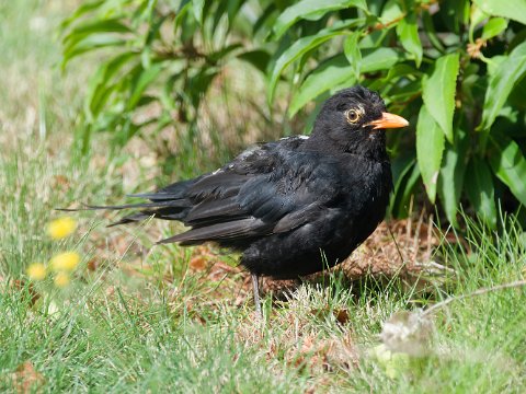 Amsel - R6HS2215-1