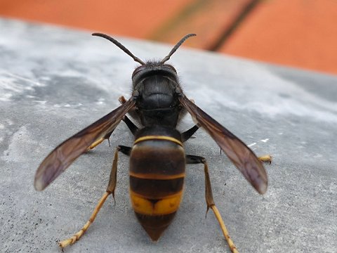 20251017_124642Asiatische Hornisse