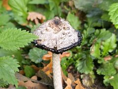 Pilz