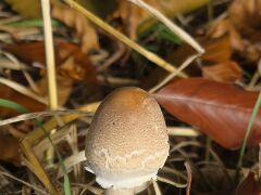 Pilz