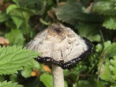 Pilz