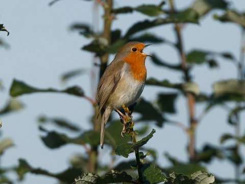 Rotkehlchen_R6HS1368