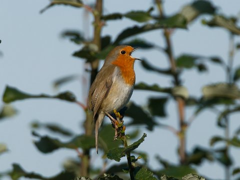 Rotkehlchen_R6HS1378