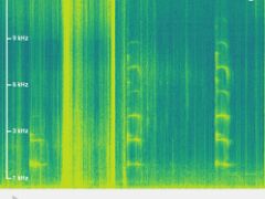 Screenshot_20251018_111756_BirdNET