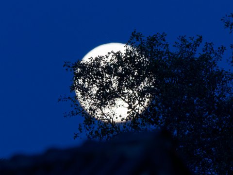 251105_17.17MEZ,Mond,Supermond,355957km,Vollmond+3Stunden,R6HS2566