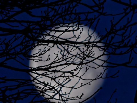 260204_07.53,Mond&Baum,R6HS0082