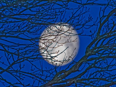 260204_07.53,Mond&Baum,R6HS0153