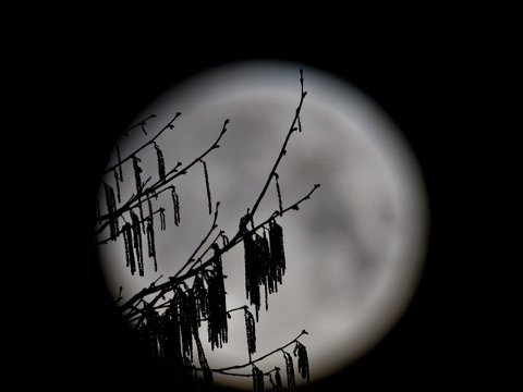 260303_06.29MEZ, Mond, Baum,R6HS2544