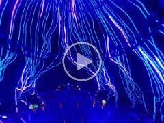 animation_20260514092609
